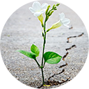 small logo