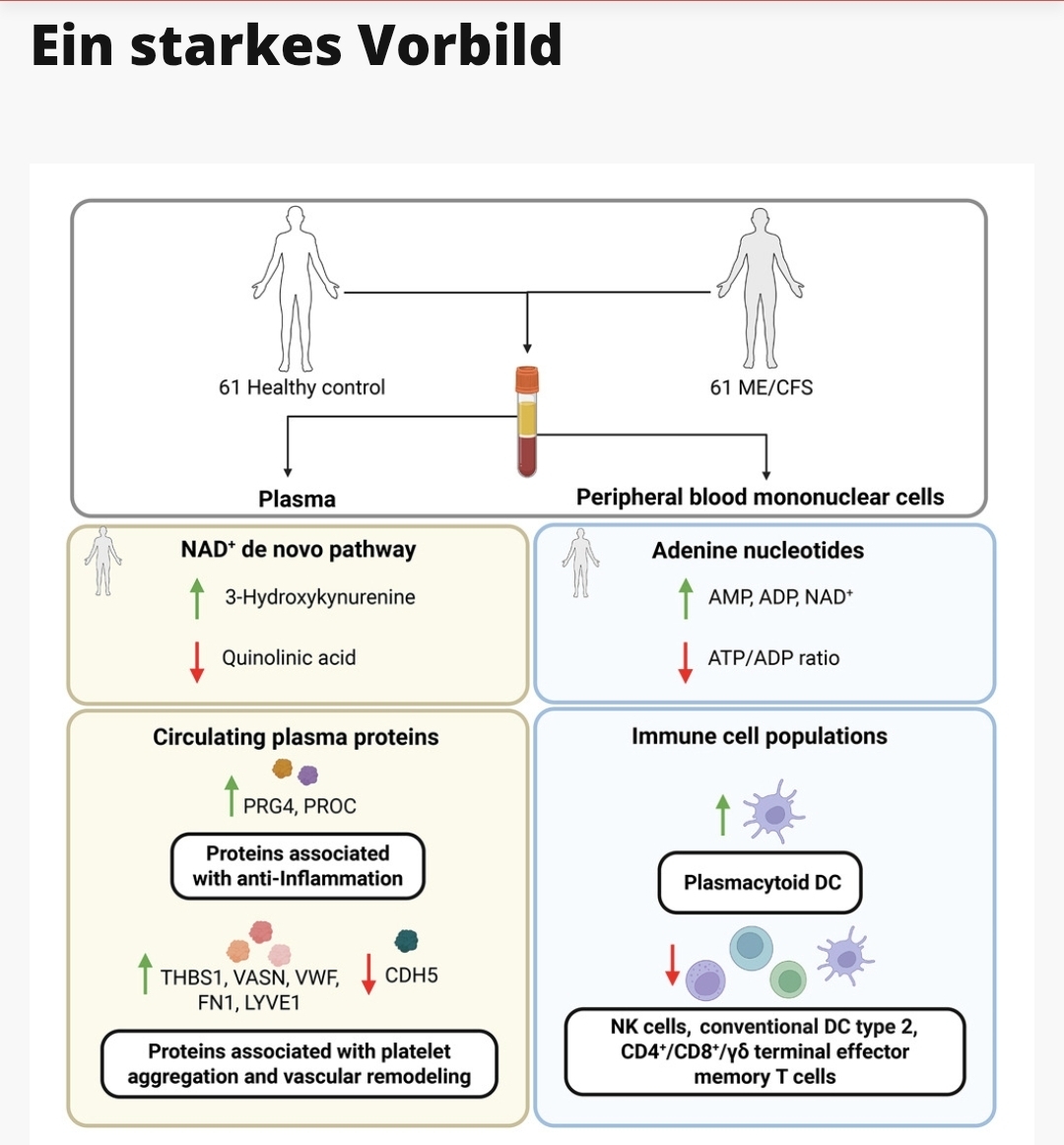 Healthrising Immunzellen